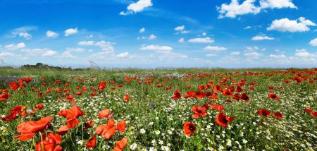 Foto de Hermoso día de verano en el prado con flores silvestres - Imagen libre de derechos