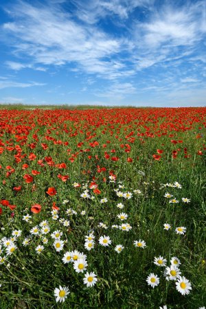 Téléchargez les photos : Belle journée d'été sur prairie aux fleurs sauvages - en image libre de droit