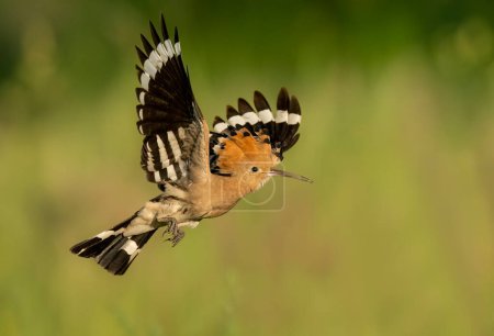 Pájaro abubilla eurasiático en vuelo de cerca (Upupa epops )