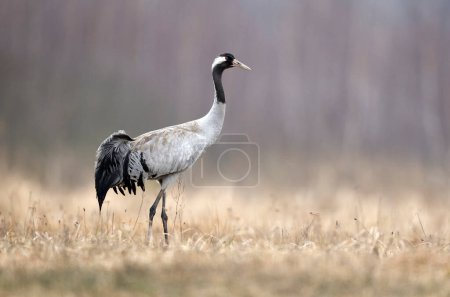 Photo for Common crane bird ( Grus grus ) - Royalty Free Image