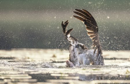 Fischadler auf der Jagd am See