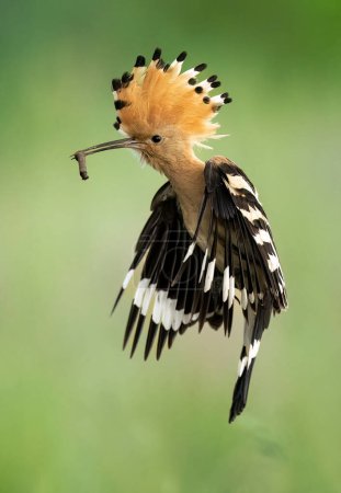 Téléchargez les photos : Eurasie hoopoe bird en vol close up (Upupa epops - en image libre de droit
