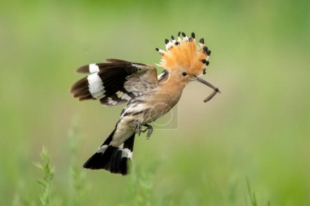 Téléchargez les photos : Eurasie hoopoe bird en vol close up (Upupa epops - en image libre de droit