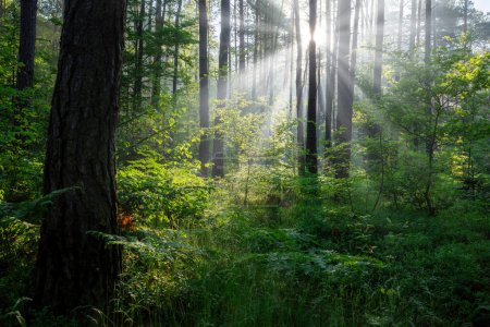 Foto de Hermosa mañana soleada en el bosque verde - Imagen libre de derechos