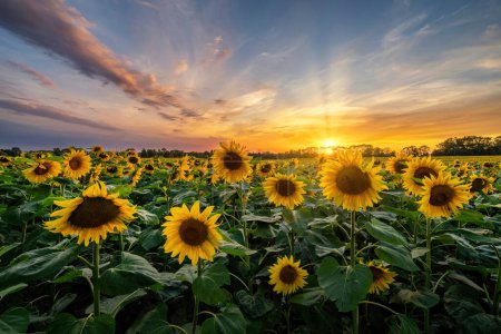 Photo for Summer sunset over field of sunflowers - Royalty Free Image
