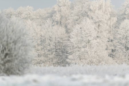 Photo for Beautiful winter day with trees covered with hoarfrost - Royalty Free Image