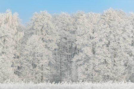 Téléchargez les photos : Belle journée d'hiver avec des arbres couverts de givre - en image libre de droit