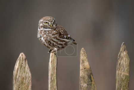 Photo for Little owl ( Athene noctua ) close up - Royalty Free Image