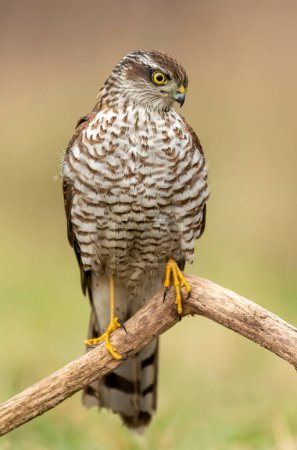 Sparrowhawk ( Accipiter nisus ) close up