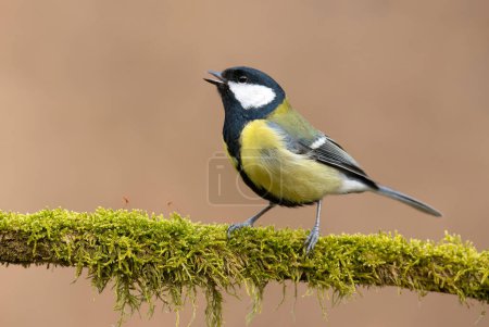 Photo for Great tit close up ( Parus major ) - Royalty Free Image