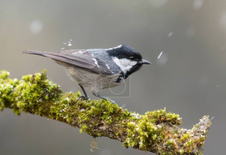 Photo for Coal tit ( Periparus ater ) close up - Royalty Free Image