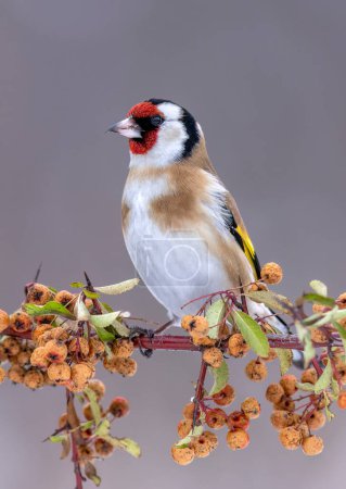 Photo for European goldfinch ( Carduelis carduelis ) - Royalty Free Image