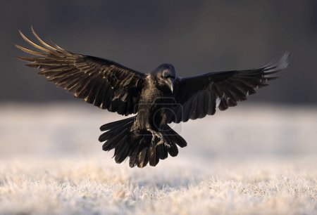 Pájaro cuervo (Corvus corax) en vuelo