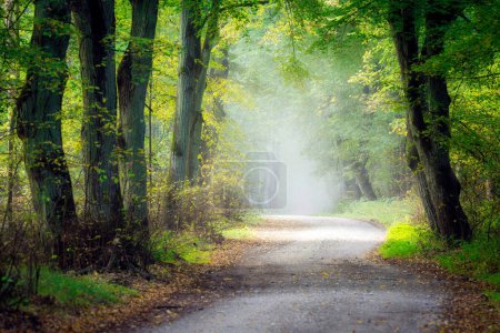 Téléchargez les photos : Avenue dans la vieille forêt brumeuse - en image libre de droit
