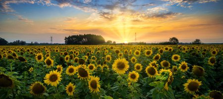 Photo for Summer sunset over field of sunflowers - Royalty Free Image