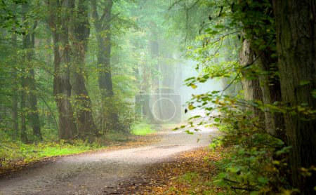Photo for Avenue in old foggy forest - Royalty Free Image