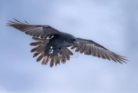 Raven bird ( Corvus corax ) in flight