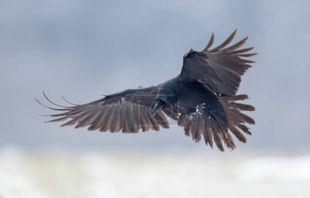 Téléchargez les photos : Oiseau corbeau (Corvus corax) en vol - en image libre de droit