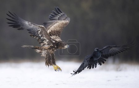Foto de Águila marina o águila de cola blanca (Haliaeetus albicilla) y cuervo (Corvus corax ) - Imagen libre de derechos
