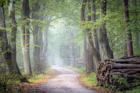 Foto de Avenida en el viejo bosque brumoso - Imagen libre de derechos