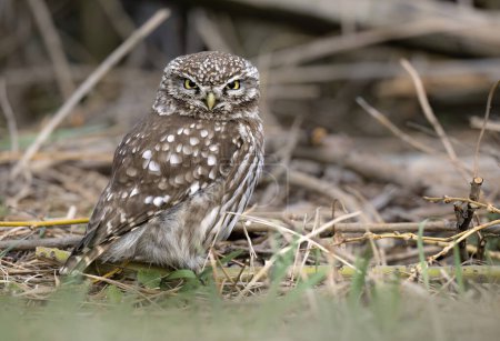 Photo for Little owl ( Athene noctua ) close up - Royalty Free Image