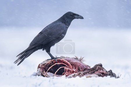 Foto de Cuervo pájaro comiendo animales muertos en el paisaje de invierno - Imagen libre de derechos