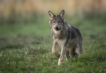 Foto de Grey wolf ( Canis lupus ) close up - Imagen libre de derechos