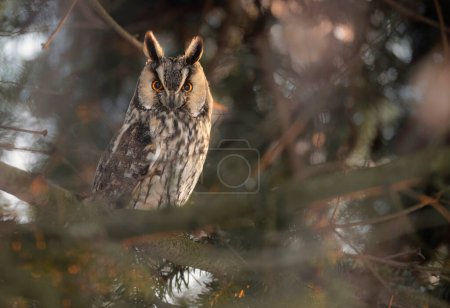Photo for Long eared owl ( Asio otus ) - Royalty Free Image