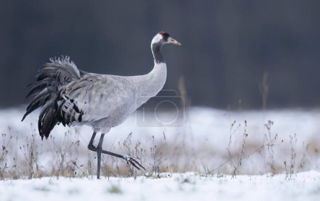 Foto de Pájaro grulla en el paisaje invernal (Grus grus ) - Imagen libre de derechos