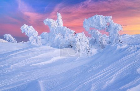 Photo for Beautiful winter landscape with trees covered with snow - Royalty Free Image