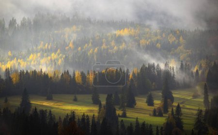 Photo for Autumn forest covered with mist - Royalty Free Image