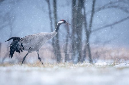 Téléchargez les photos : Oiseau-grue dans les paysages hivernaux (Grus grus ) - en image libre de droit