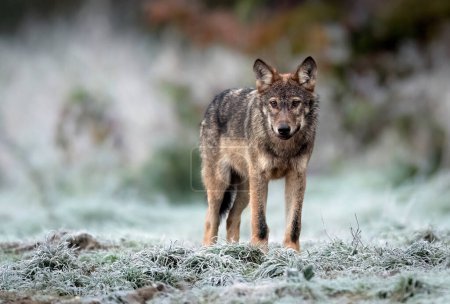 Téléchargez les photos : Grey wolf ( Canis lupus ) close up - en image libre de droit