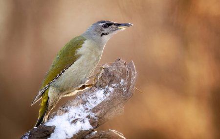 Photo for Grey-headed woodpecker ( Picus canus ), grey-faced woodpecker - Royalty Free Image