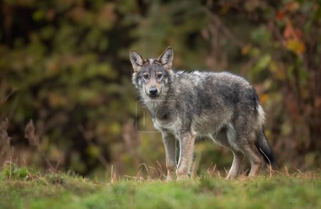 Téléchargez les photos : Loup gris (Canis lupus) gros plan - en image libre de droit