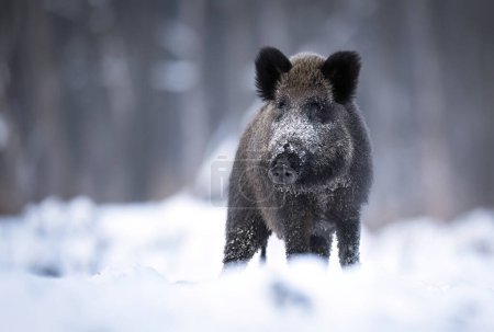 Photo for Wild boar in winter scenery ( Sus scrofa ) - Royalty Free Image