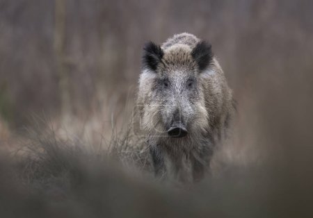 Photo for Wild boar close up ( Sus scrofa ) - Royalty Free Image