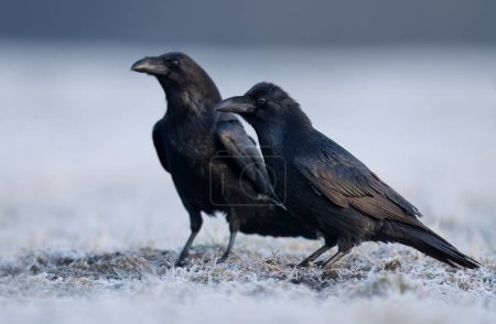 Oiseau corbeau (Corvus corax) gros plan
