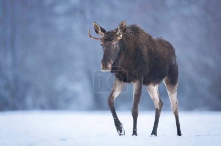 Photo for Elk or moose ( Alces alces ) - Royalty Free Image