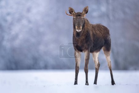 elk or moose ( Alces alces )