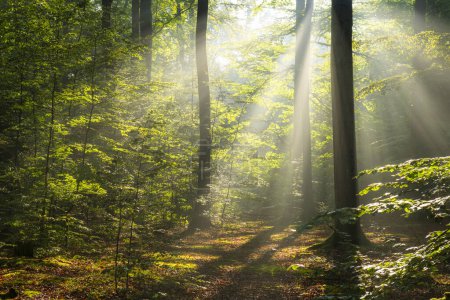 Téléchargez les photos : Belle matinée ensoleillée dans la forêt verte - en image libre de droit