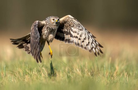 Photo for Hen Harrier (Circus cyaneus) close up - Royalty Free Image
