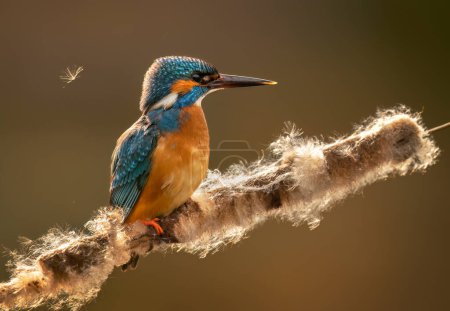 Photo for European Kingfisher ( Alcedo atthis ) close up - Royalty Free Image