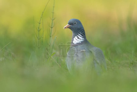 Pigeon des bois (Columba palumbus) gros plan