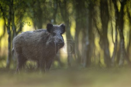 Photo for Wild boar close up ( Sus scrofa ) - Royalty Free Image