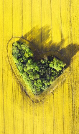Téléchargez les photos : Vue aérienne de la forêt en forme de coeur entre les champs de colza en fleurs jaunes - en image libre de droit