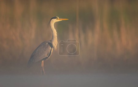 Téléchargez les photos : Oiseau héron gris (Ardea cinerea) le matin brumeux - en image libre de droit