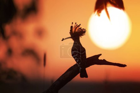 Téléchargez les photos : Oiseau huppé eurasien avec coucher de soleil en arrière-plan (Upupa epops - en image libre de droit