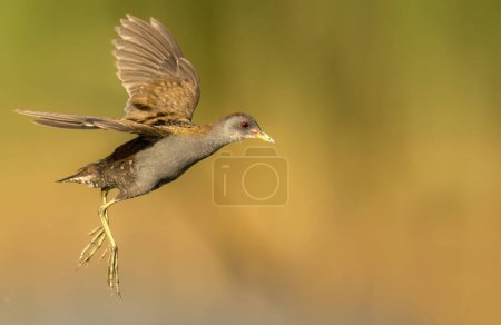Little crake bird ( Porzana parva ) - male