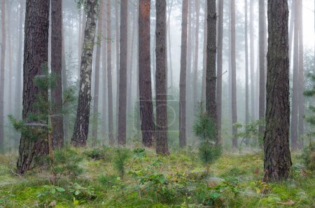 Téléchargez les photos : Belle matinée brumeuse dans la forêt verte - en image libre de droit